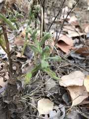 Pterocaulon sphacelatum