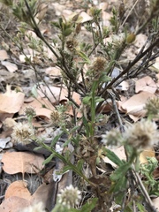 Pterocaulon sphacelatum