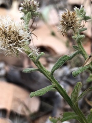 Pterocaulon sphacelatum
