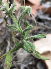 Pterocaulon sphacelatum
