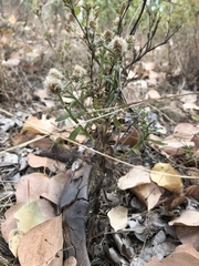 Pterocaulon sphacelatum