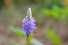 Amblyscirtes aesculapius
