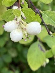 Symphoricarpos albus