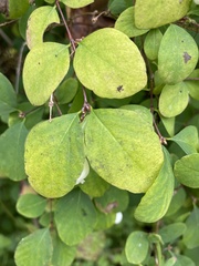 Symphoricarpos albus