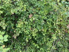 Symphoricarpos albus