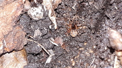 Pachygnatha listeri