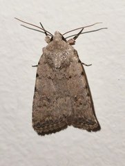 Caradrina clavipalpis