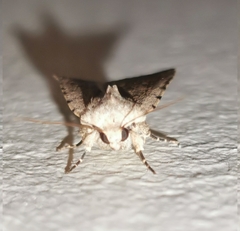 Caradrina clavipalpis