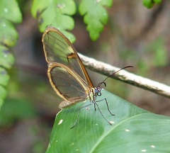 Episcada hymenaea hymenaea