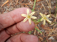 Triteleia ixioides anilina