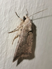 Caradrina clavipalpis