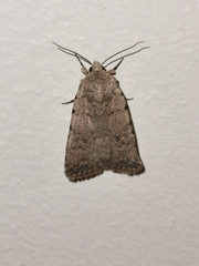 Caradrina clavipalpis