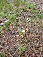 Triteleia ixioides anilina