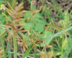 Cyperus esculentus leptostachyus