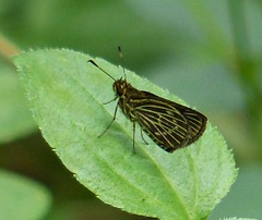 Callimormus interpunctata