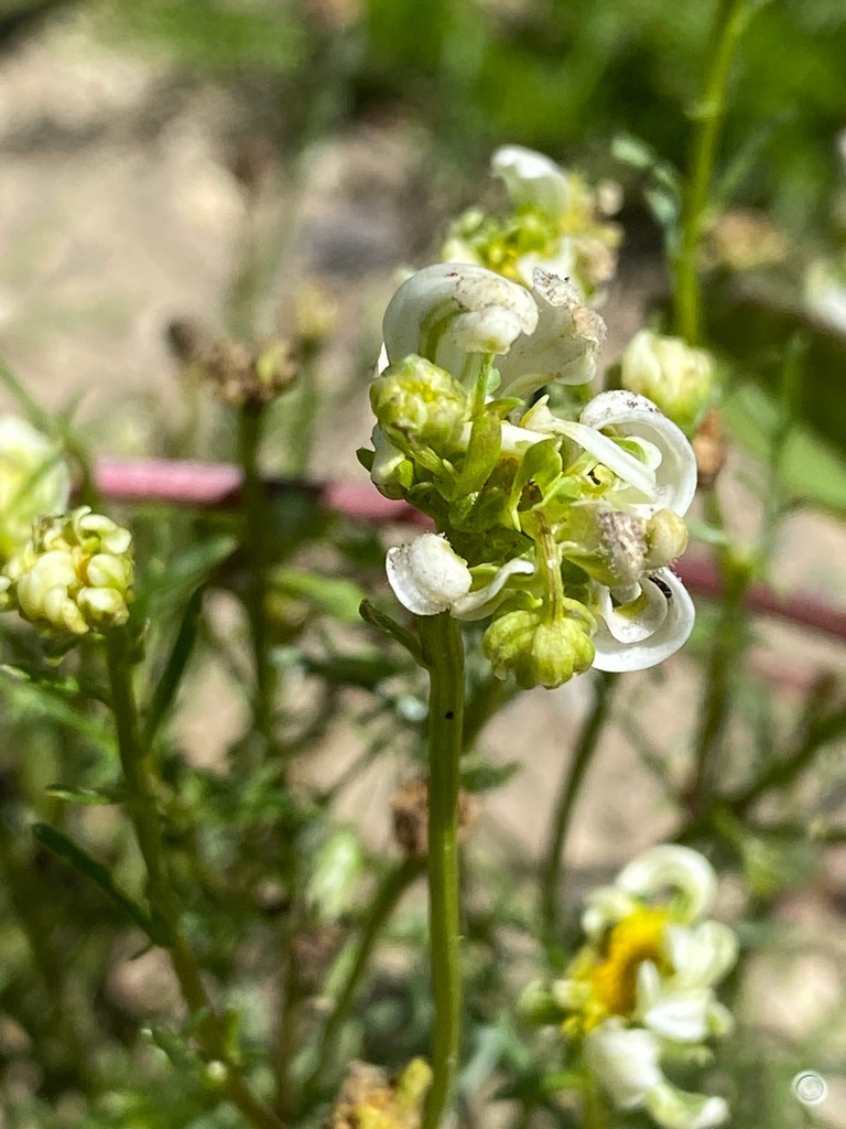 Peronospora radii