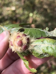 Callirhytis infuscata
