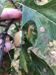 Callirhytis infuscata