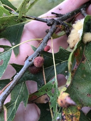 Callirhytis infuscata
