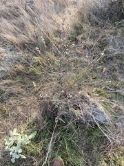 Eriogonum wrightii dentatum