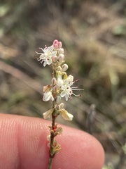 Eriogonum wrightii dentatum