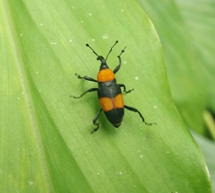Rhodobaenus augustinus