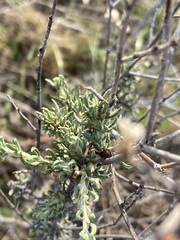 Eriogonum wrightii dentatum