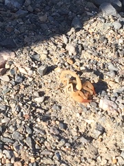 Smeringurus vachoni