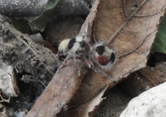 Dasymutilla monstrosa