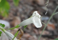 Ipomoea scopulorum