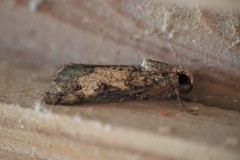 Melipotis agrotoides