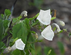 Ipomoea scopulorum
