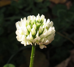 Trifolium repens