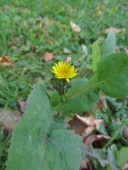 Sonchus oleraceus