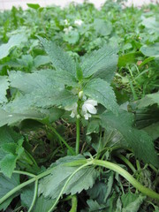 Lamium album
