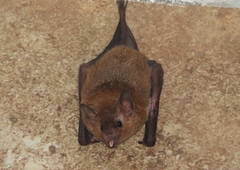 Pallas's Long-Tongued Bat photo 2