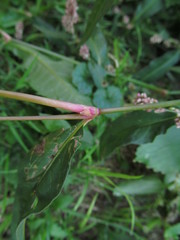 Persicaria lapathifolia