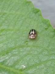 Agroiconota propinqua