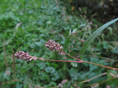 Persicaria lapathifolia