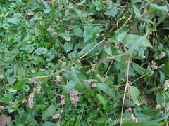 Persicaria lapathifolia