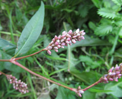 Persicaria lapathifolia