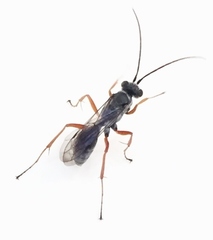 Auplopus mellipes