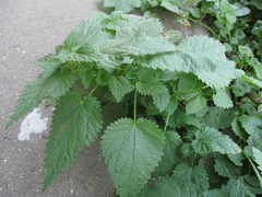 Urtica dioica