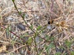 Anthracoidea arenariae