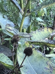Eryngium yuccifolium