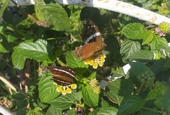 Anartia fatima colima