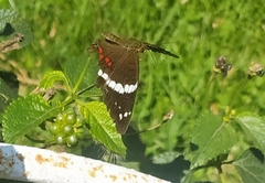 Anartia fatima colima