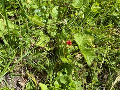 Rubus saxatilis