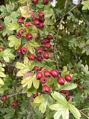 Crataegus