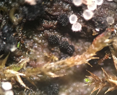 Berkleasmium concinnum